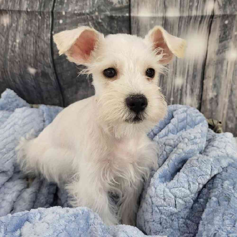 Male Mini Schnauzer Puppy for Sale in Monroeville, PA