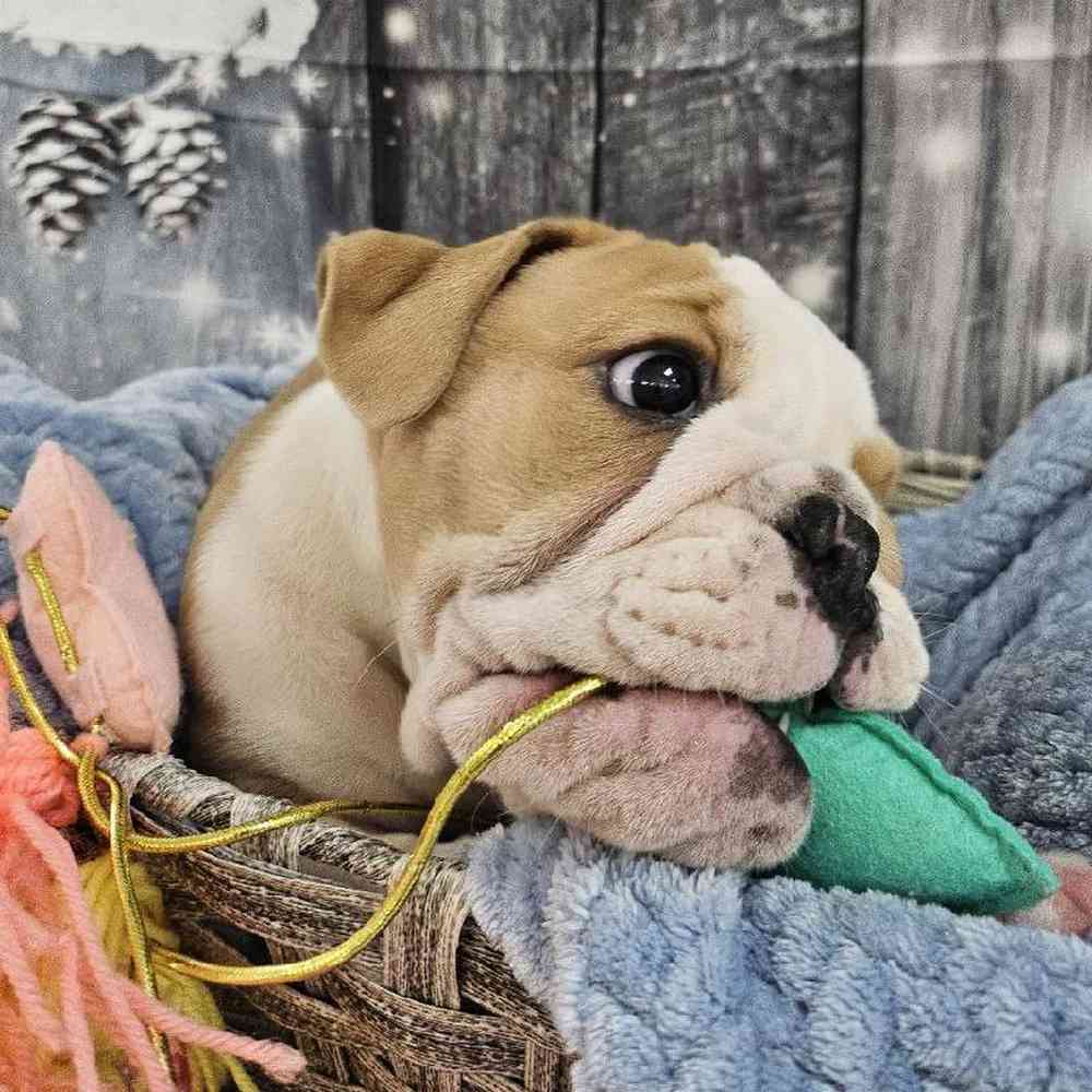 Male English Bulldog Puppy for Sale in Monroeville, PA