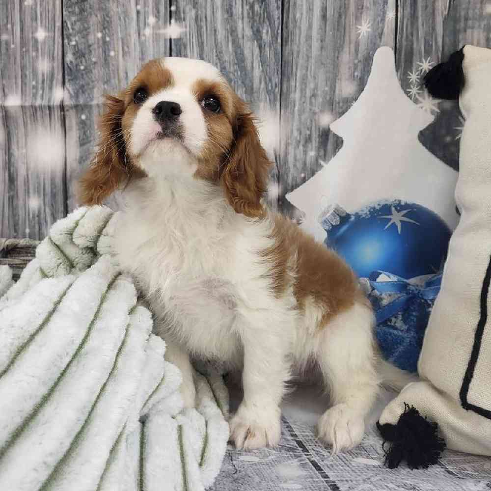 Male Cavalier King Charles Spaniel Puppy for Sale in Monroeville, PA