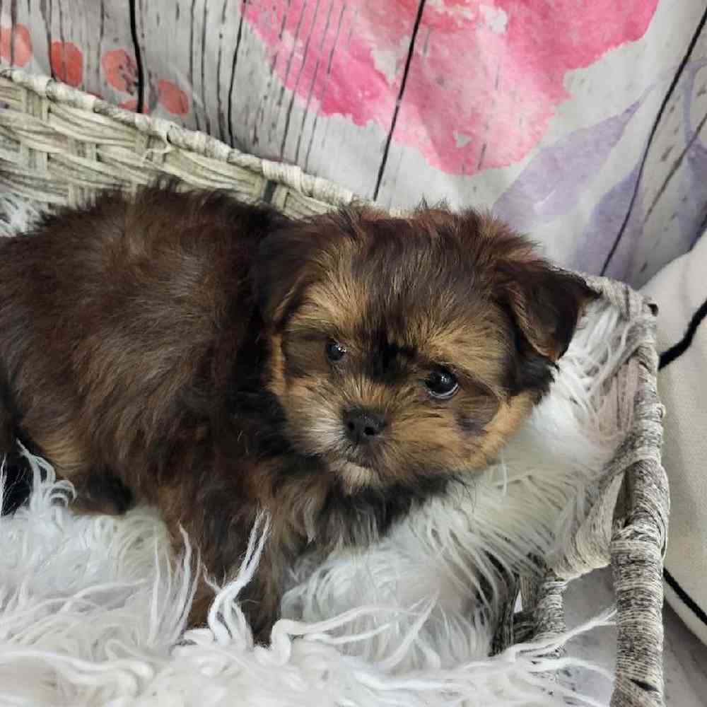 Male Shorkie Puppy for Sale in Monroeville, PA