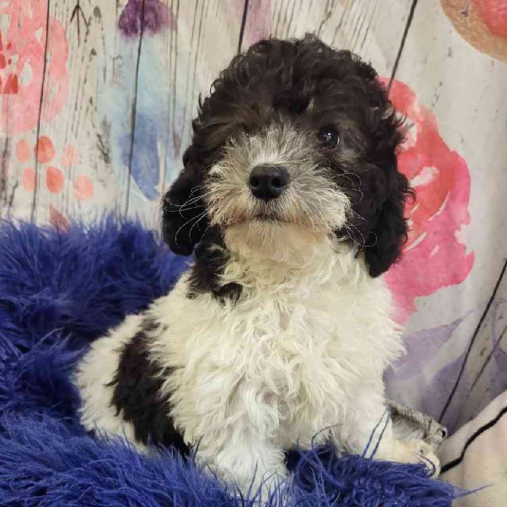 Male Mini Poodle Puppy for Sale in Monroeville, PA