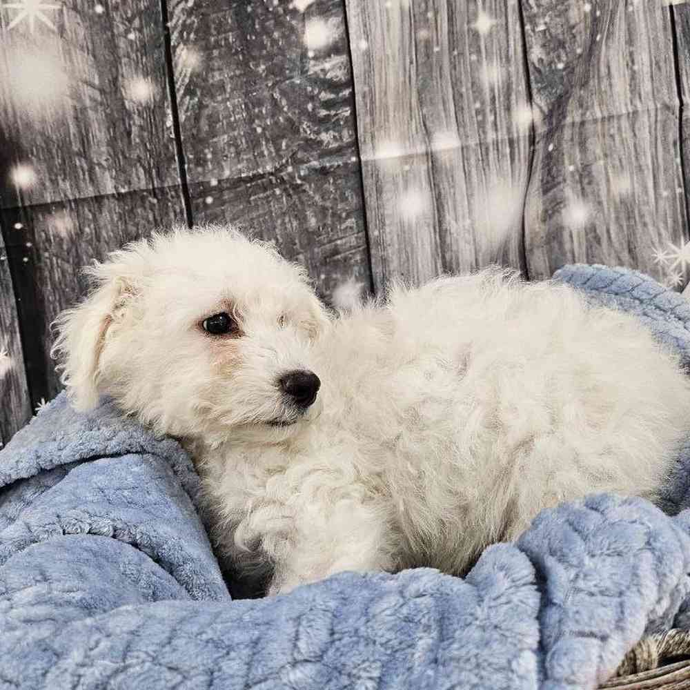 Male Bichon Puppy for Sale in Monroeville, PA