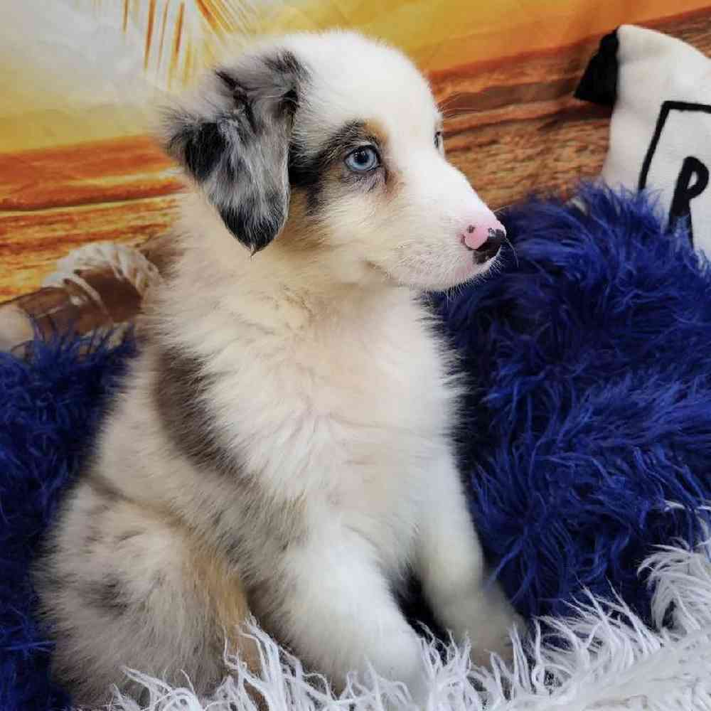 Male Australian Shepherd Puppy for Sale in Monroeville, PA