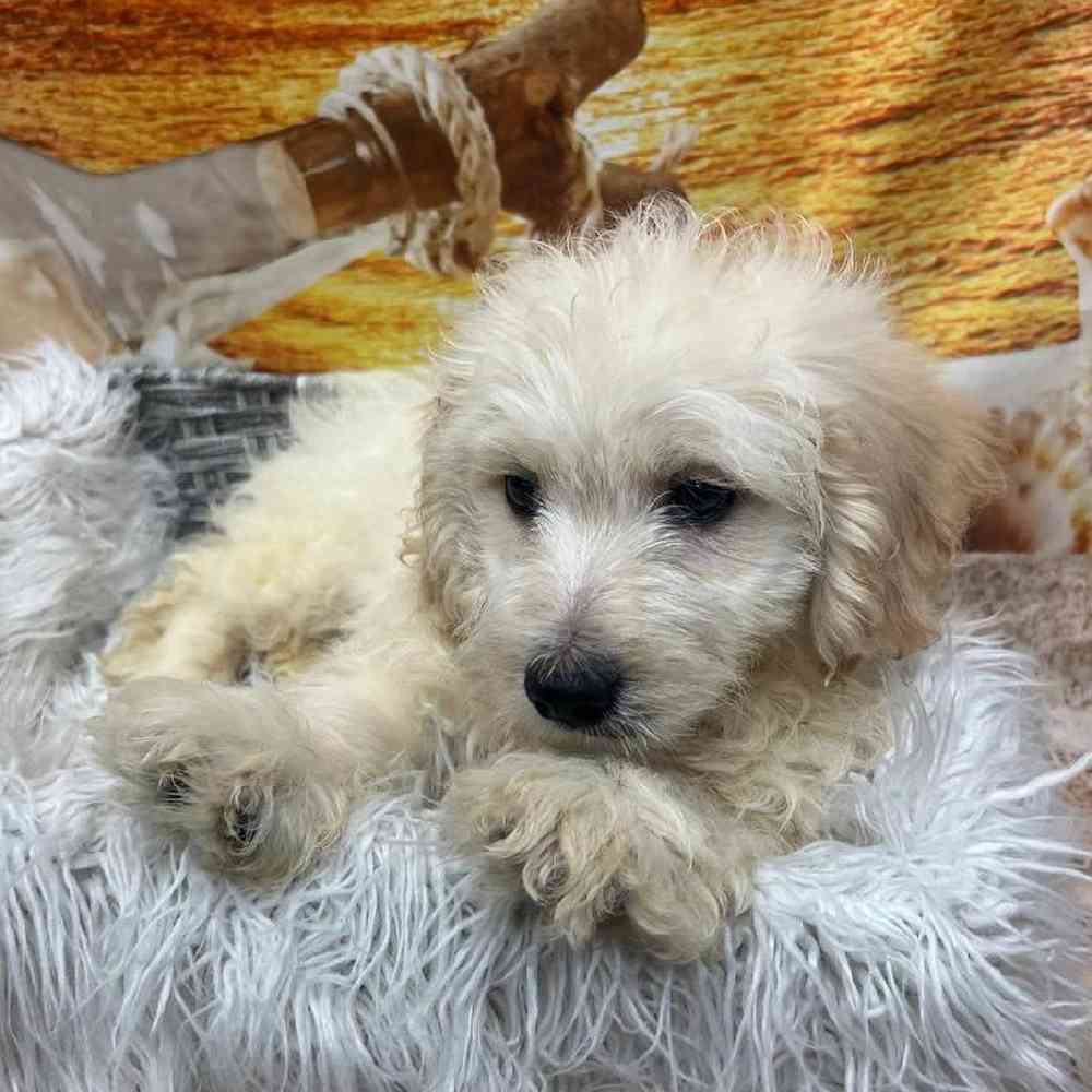 Male Maltipoo Puppy for Sale in Monroeville, PA