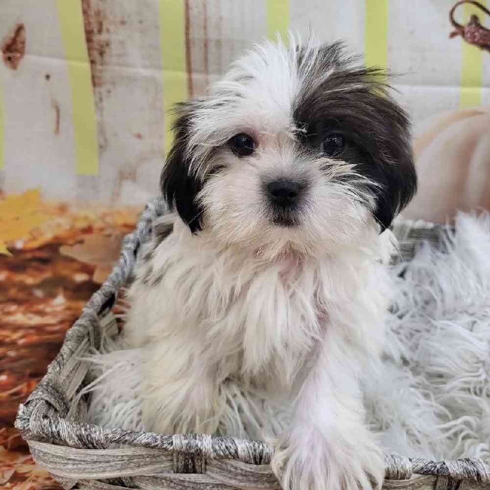 Female Shih Tzu Puppy for Sale in Monroeville, PA