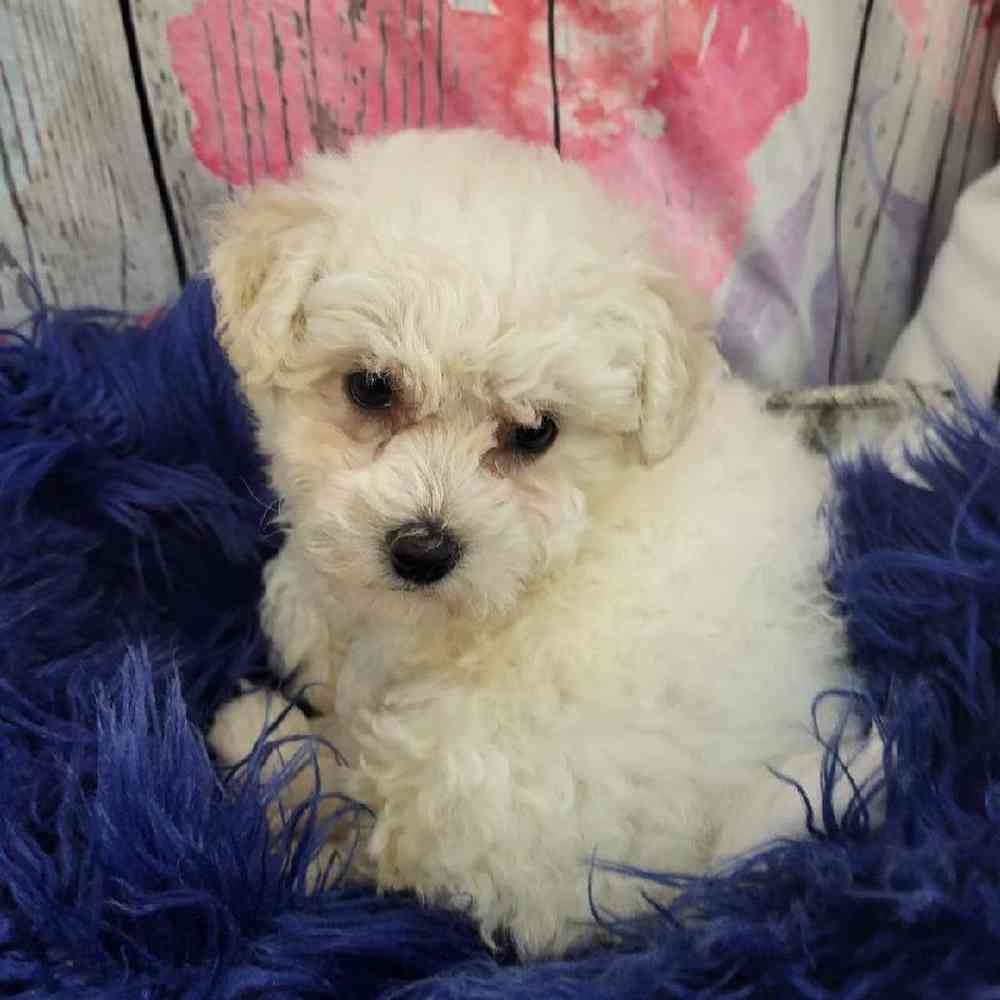 Female Bichon Puppy for Sale in Monroeville, PA