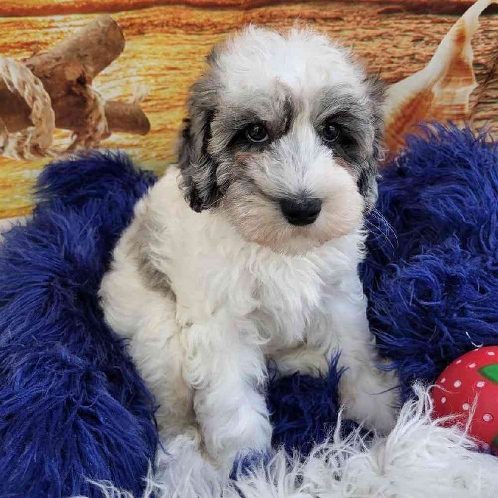 Male Schnoodle Puppy for Sale in Monroeville, PA