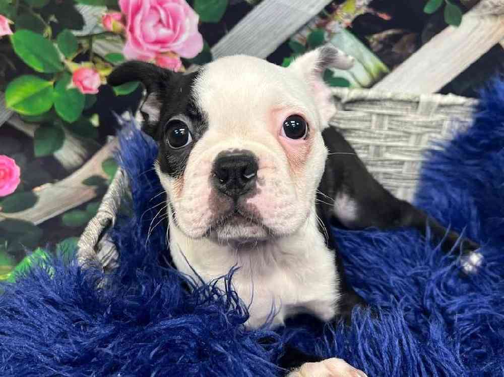 Female Boston Terrier Puppy for Sale in Monroeville, PA