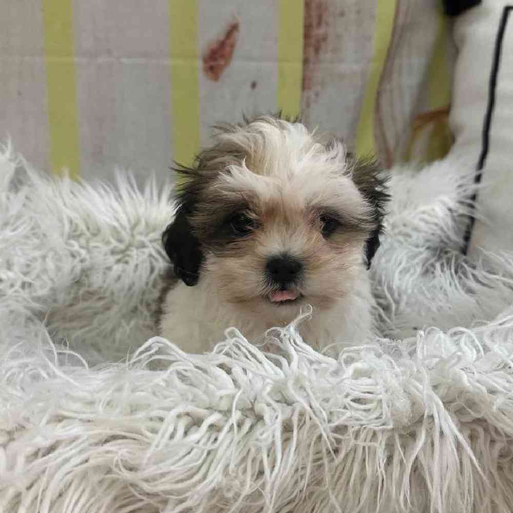 Male Shih Tzu Puppy for Sale in Monroeville, PA