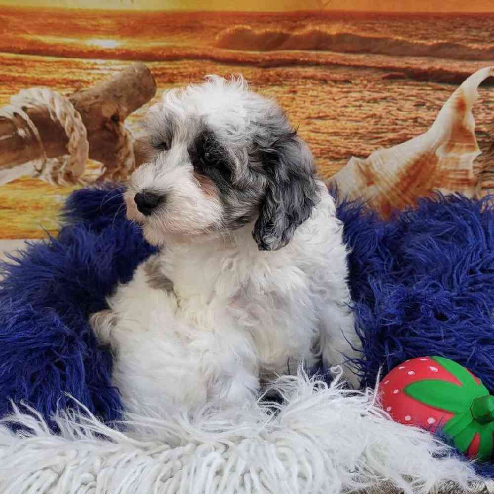 Male Schnoodle Puppy for Sale in Monroeville, PA