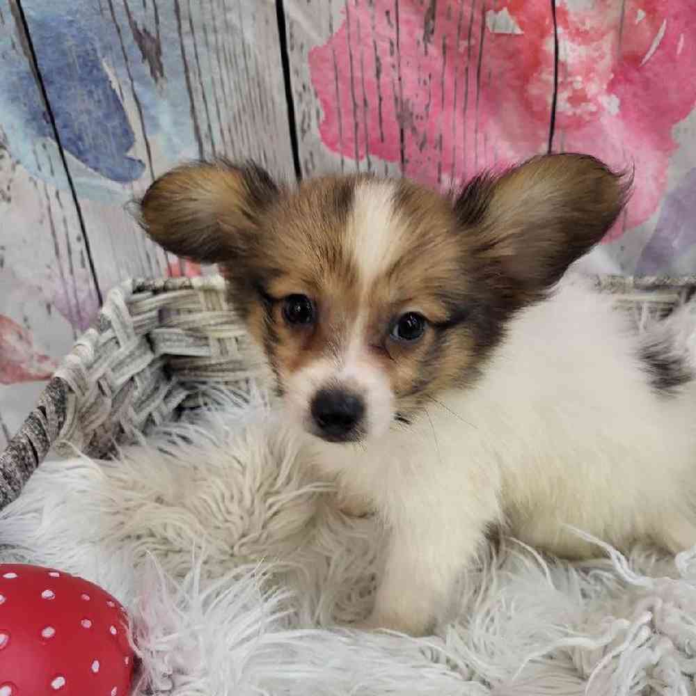 Male Papillon Puppy for Sale in Monroeville, PA