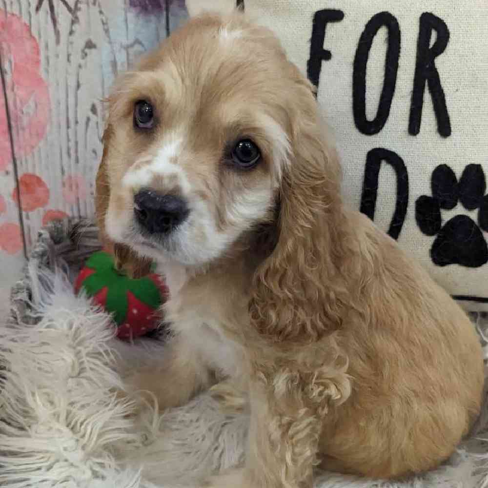 Female Cocker Spaniel Puppy for Sale in Monroeville, PA