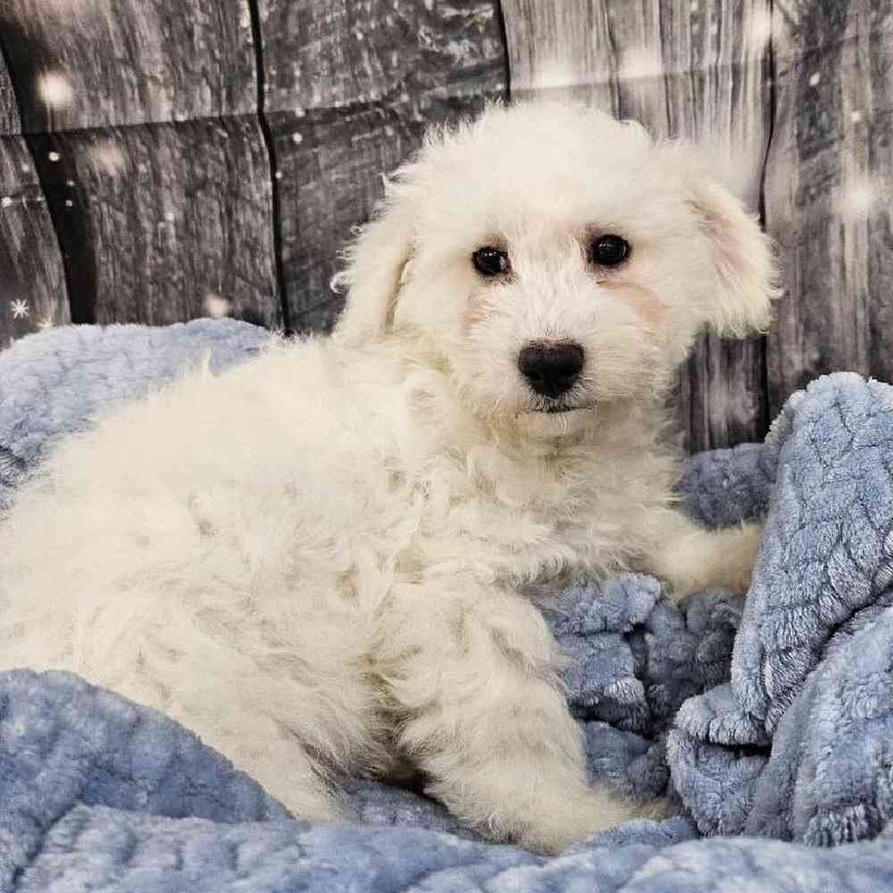 Male Bichon Puppy for Sale in Monroeville, PA