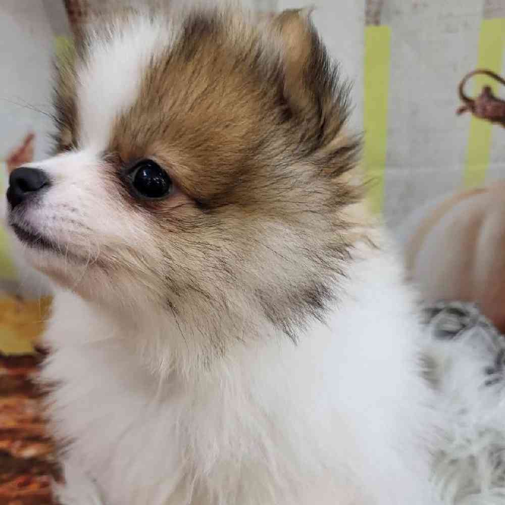 Female Pomeranian Puppy for Sale in Monroeville, PA