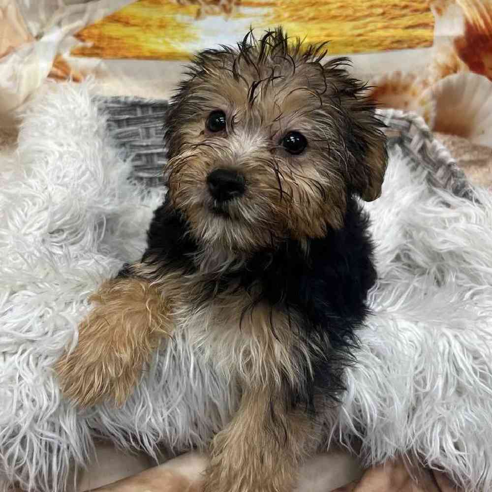 Female Morkie Puppy for Sale in Monroeville, PA