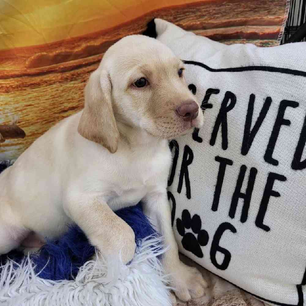 Male Labrador Retriever Puppy for Sale in Monroeville, PA