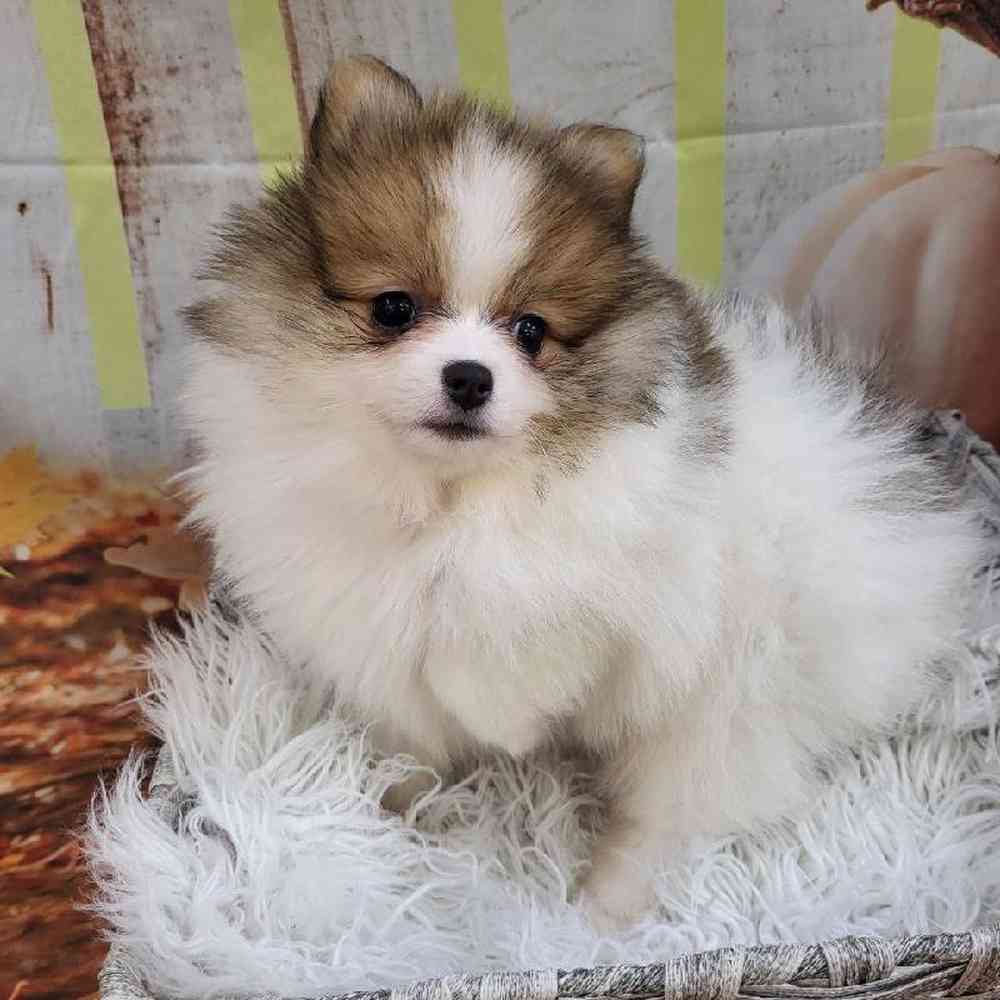 Female Pomeranian Puppy for Sale in Monroeville, PA