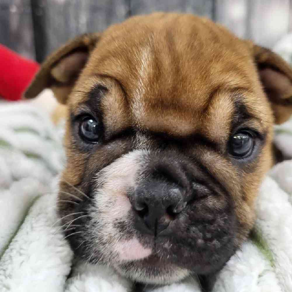 Female English Bulldog Puppy for Sale in Monroeville, PA