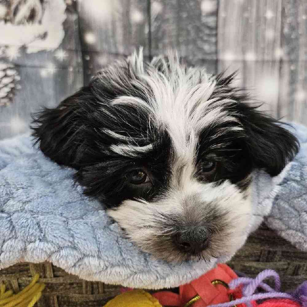 Male Havanese Puppy for Sale in Monroeville, PA