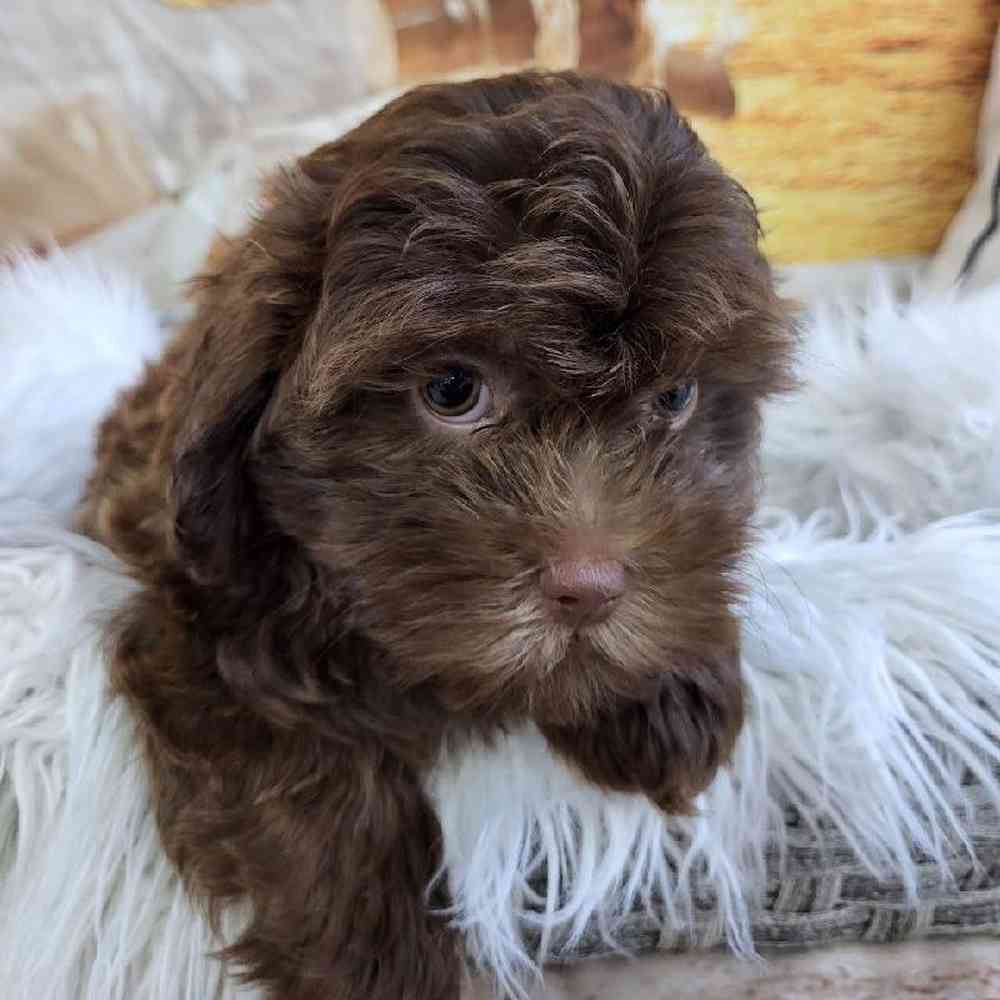 Male Shipoo Puppy for Sale in Monroeville, PA