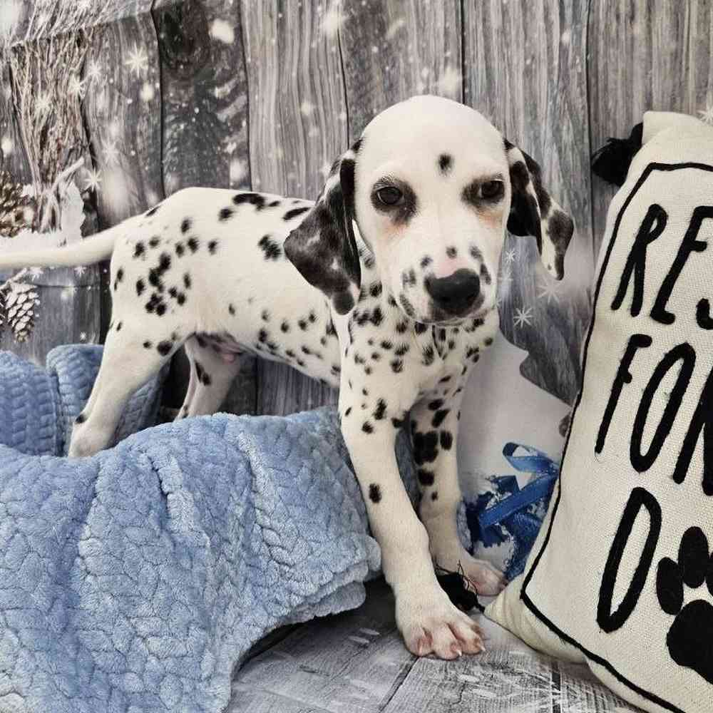 Male Dalmatian Puppy for Sale in Monroeville, PA