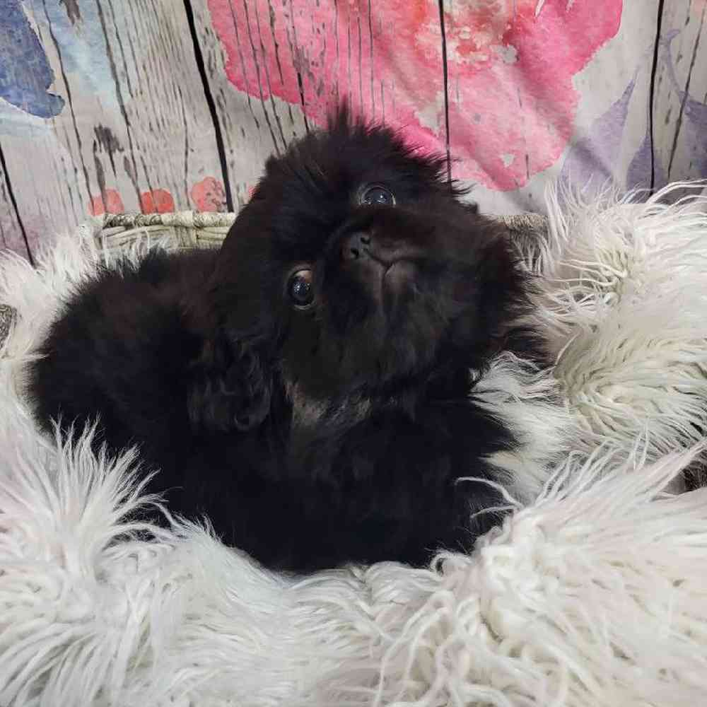 Female Pekingese Puppy for Sale in Monroeville, PA