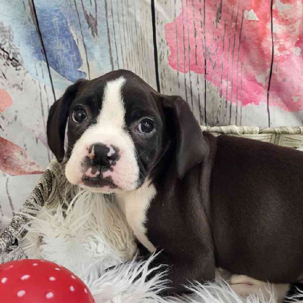 Female Boxer Puppy for Sale in Monroeville, PA