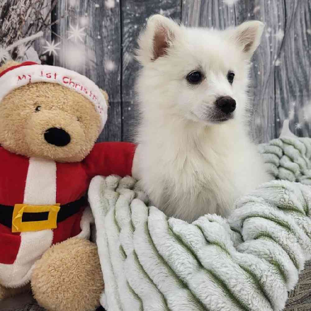 Female American Eskimo Puppy for Sale in Monroeville, PA