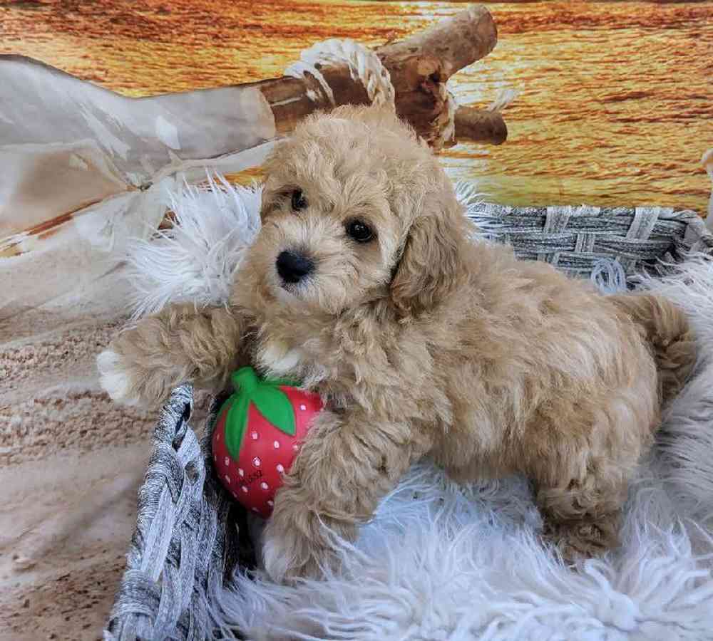 Female Shipoo Puppy for Sale in Monroeville, PA