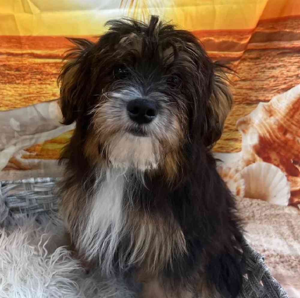 Male Mini Aussiedoodle Puppy for Sale in Monroeville, PA