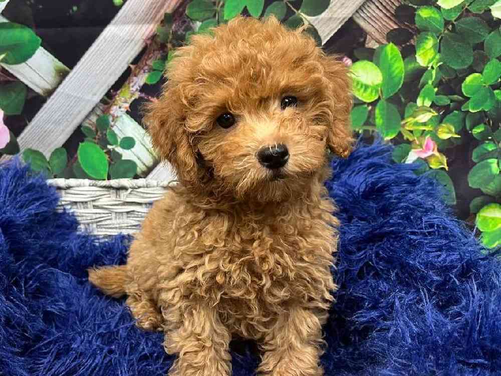 Mini Goldendoodle 2nd Gen. image