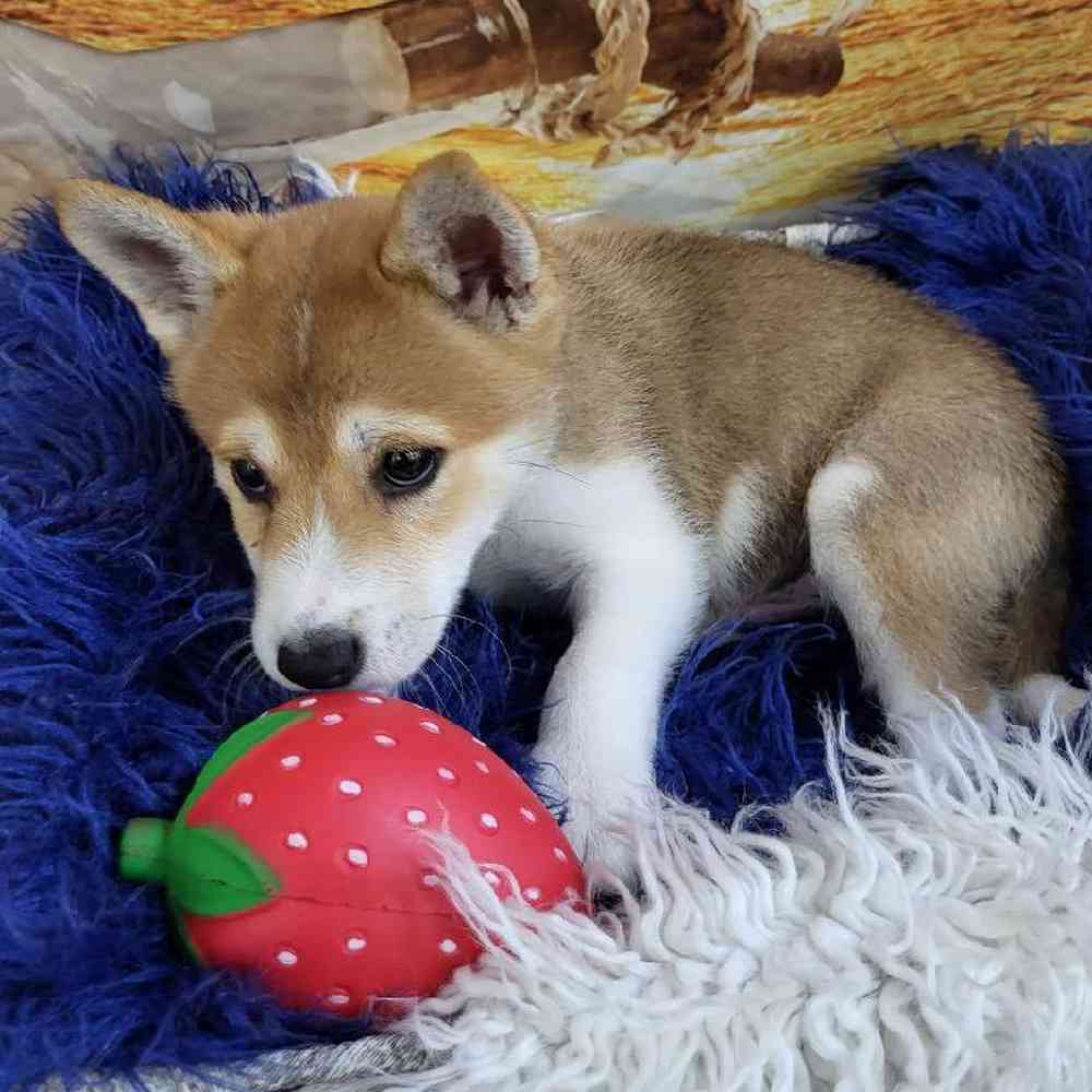 Male Shiba Inu Puppy for Sale in Monroeville, PA