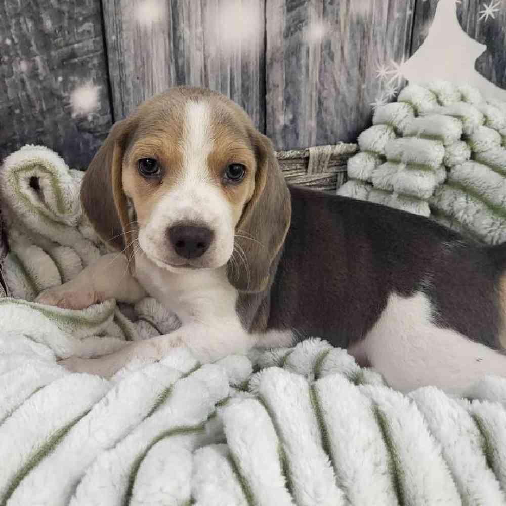 Male Beagle Puppy for Sale in Monroeville, PA