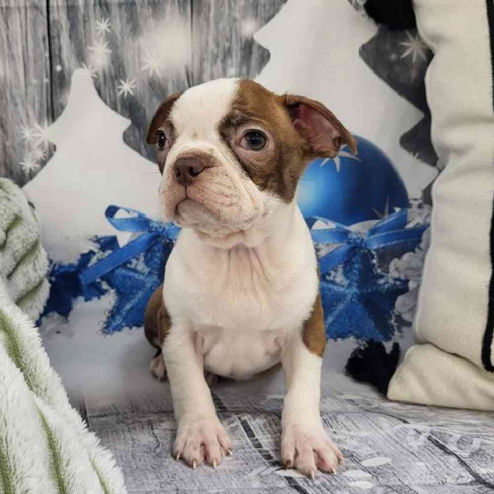 Female Boston Terrier Puppy for Sale in Monroeville, PA