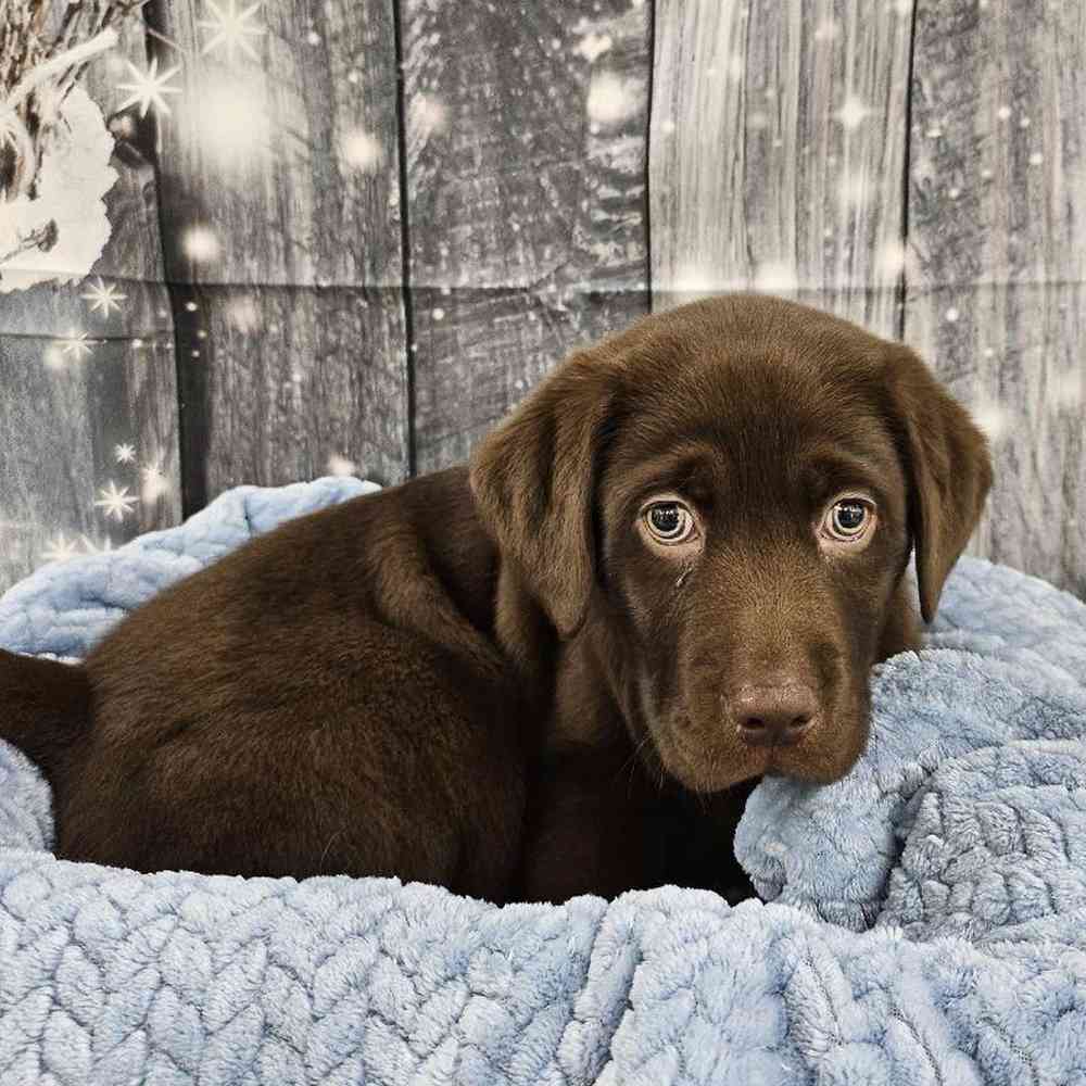 Male Labrador Retriever Puppy for Sale in Monroeville, PA