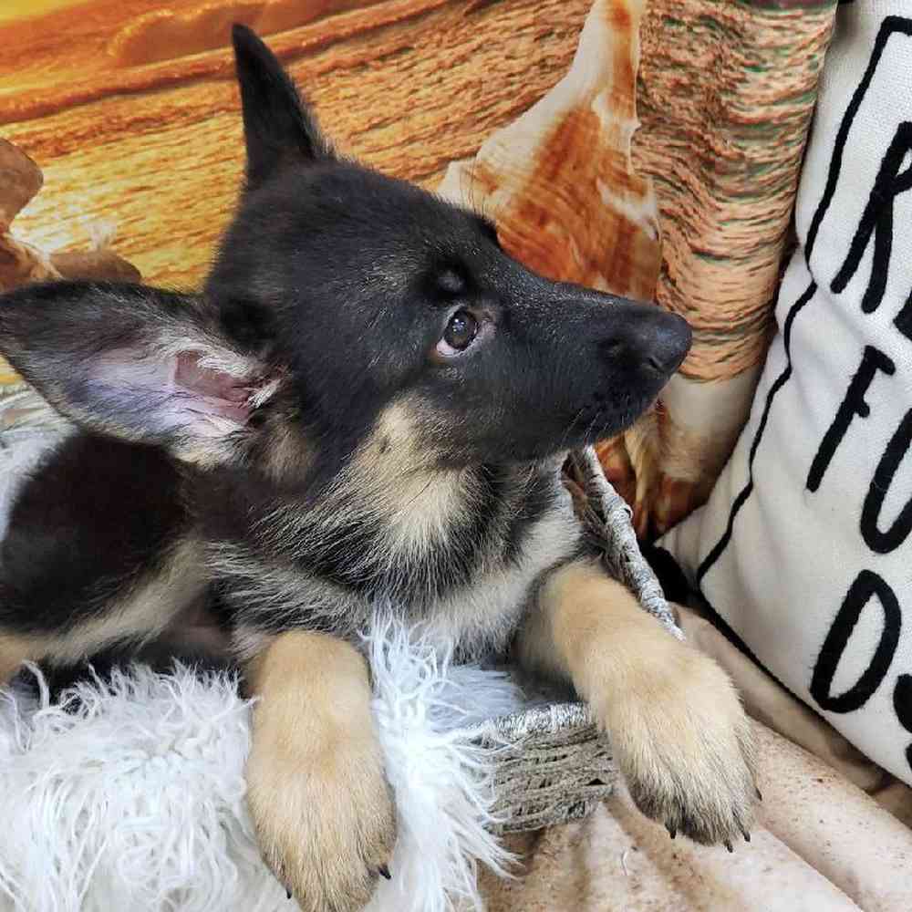 Female German Shepherd Puppy for Sale in Monroeville, PA