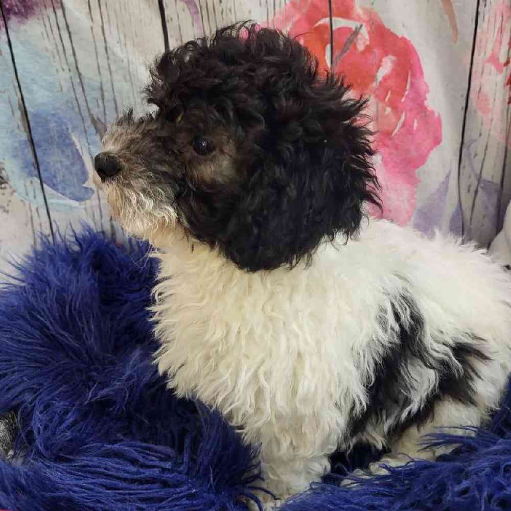 Male Mini Poodle Puppy for Sale in Monroeville, PA