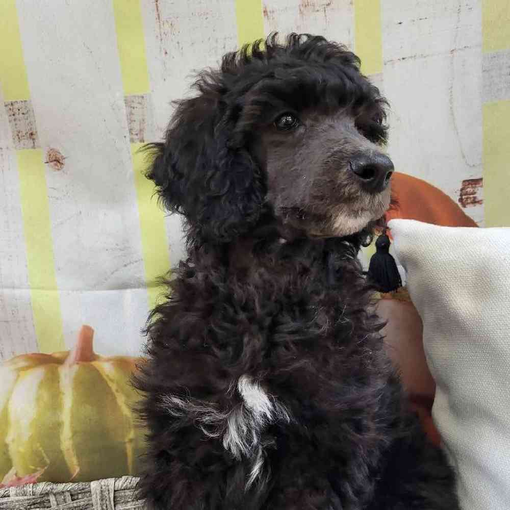 Female Standard Poodle Puppy for Sale in Monroeville, PA