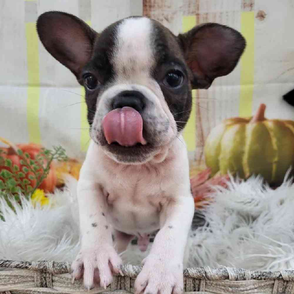 Male French Bulldog Puppy for Sale in Monroeville, PA