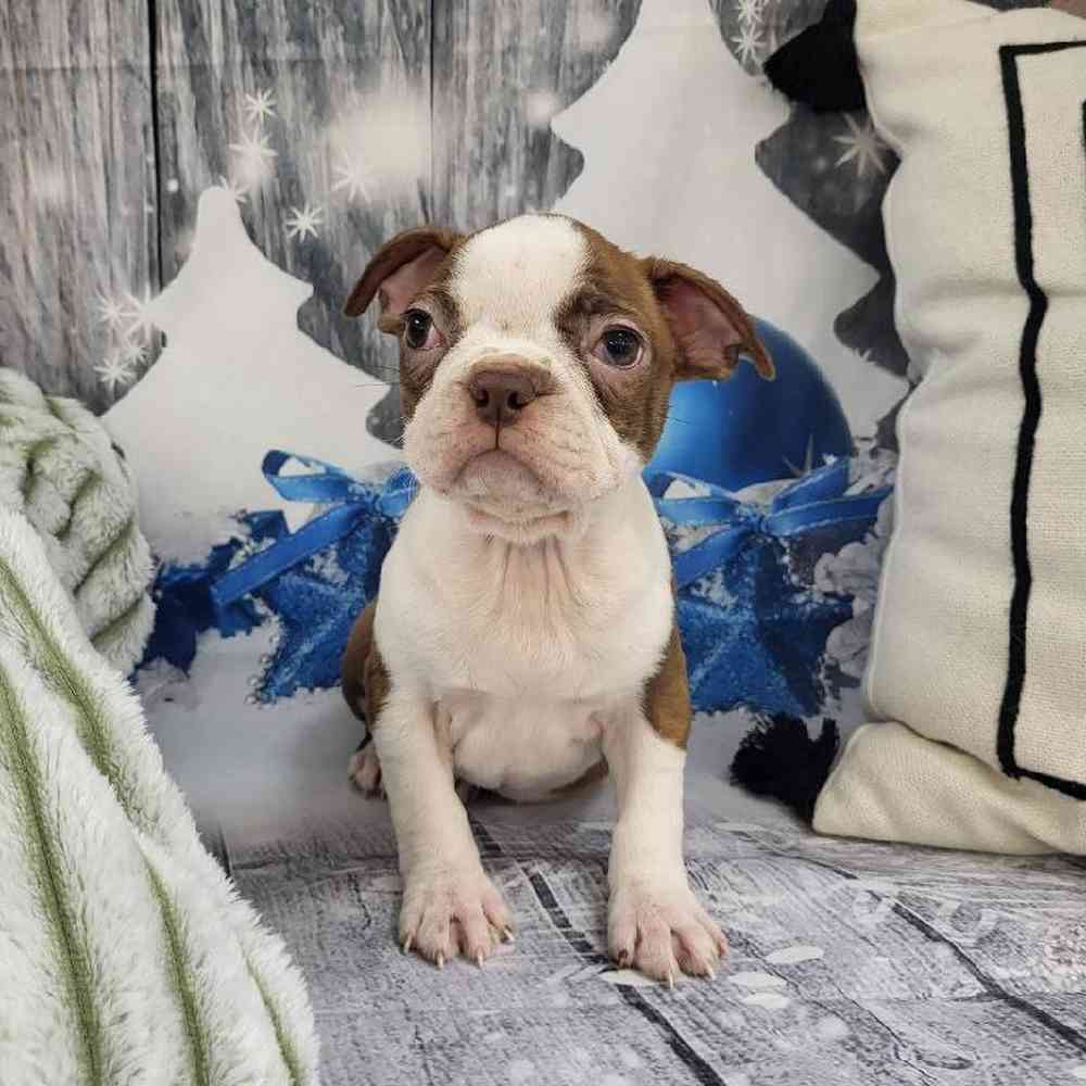 Female Boston Terrier Puppy for Sale in Monroeville, PA