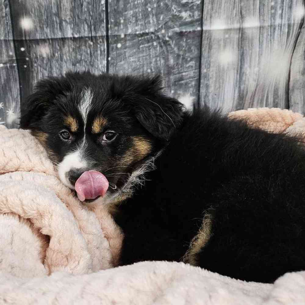 Female Miniature American Shepherd Puppy for Sale in Monroeville, PA