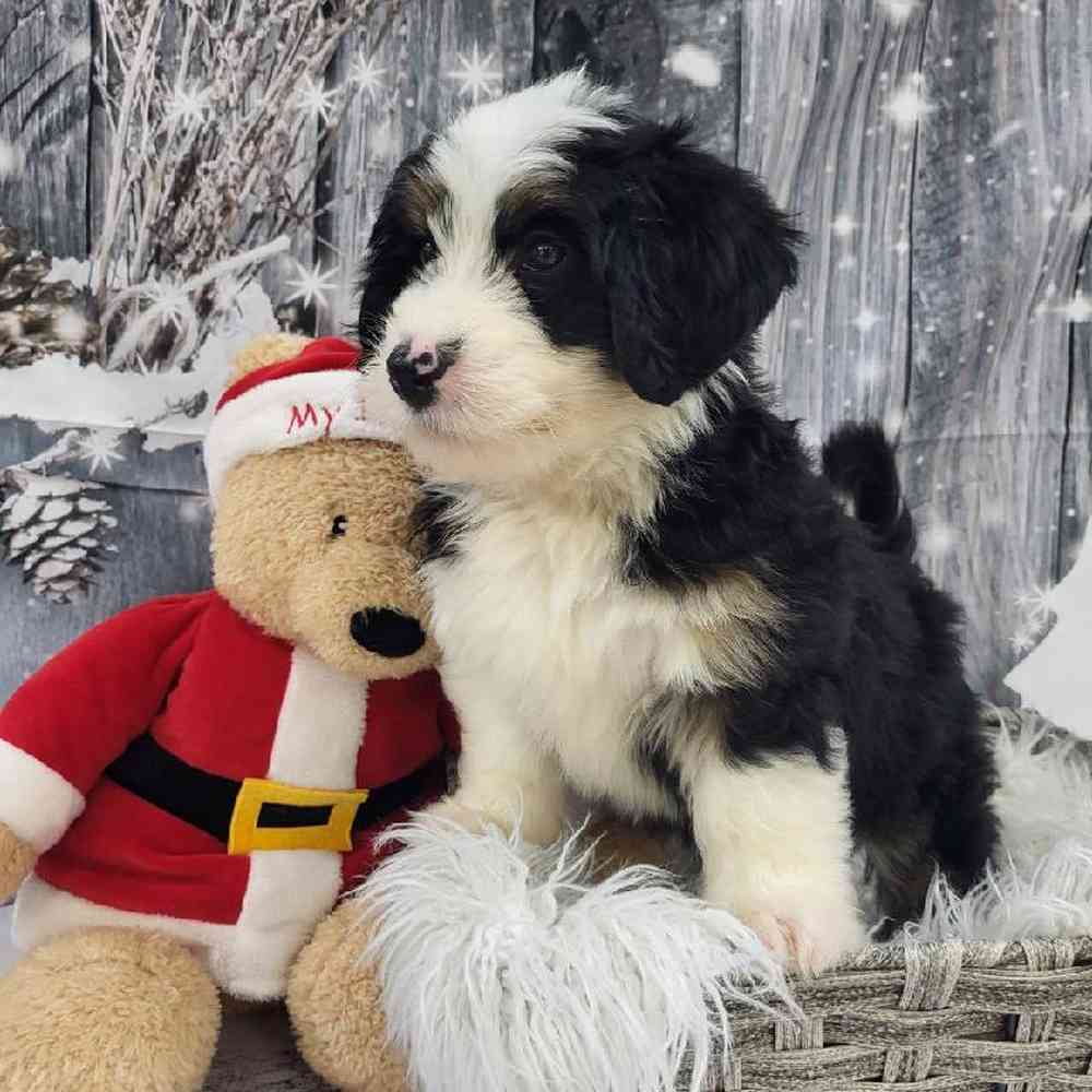 Male Mini Bernedoodle 2nd Gen Puppy for Sale in Monroeville, PA