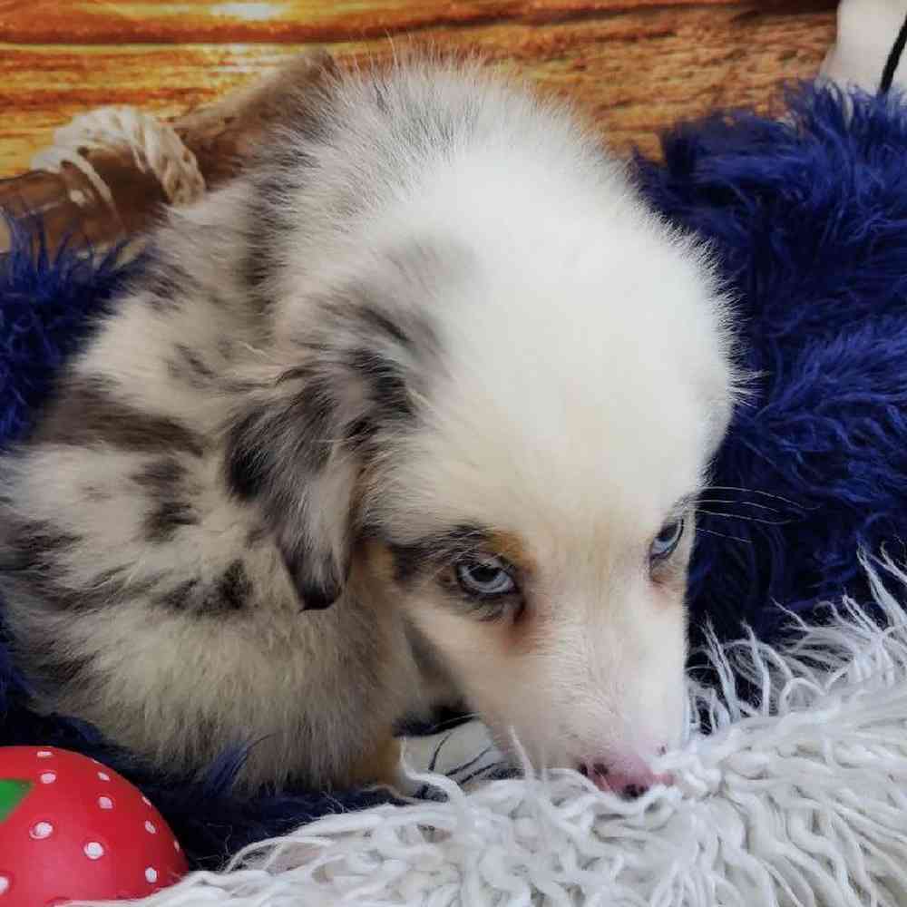 Male Australian Shepherd Puppy for Sale in Monroeville, PA