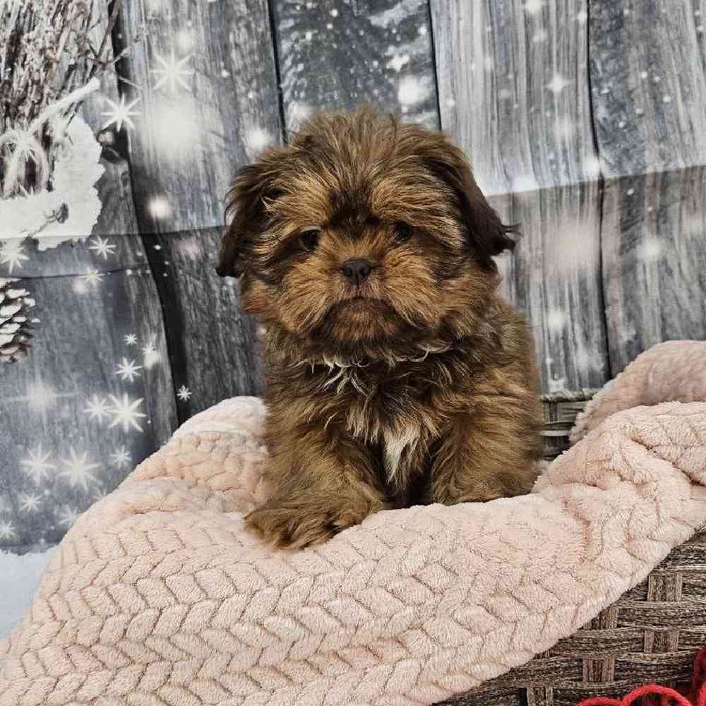 Female Shih Tzu Puppy for Sale in Monroeville, PA