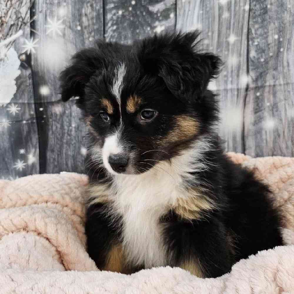 Female Miniature American Shepherd Puppy for Sale in Monroeville, PA