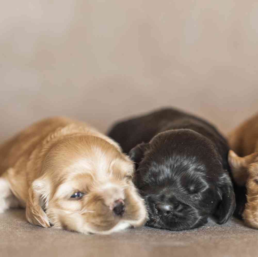 Cocker Spaniel Puppies for Sale