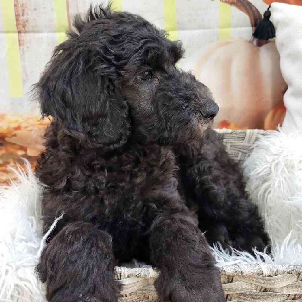 Male Standard Poodle Puppy for Sale in Monroeville, PA