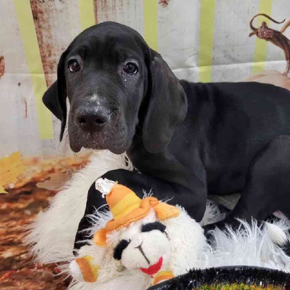 Female Great Dane Puppy for Sale in Monroeville, PA