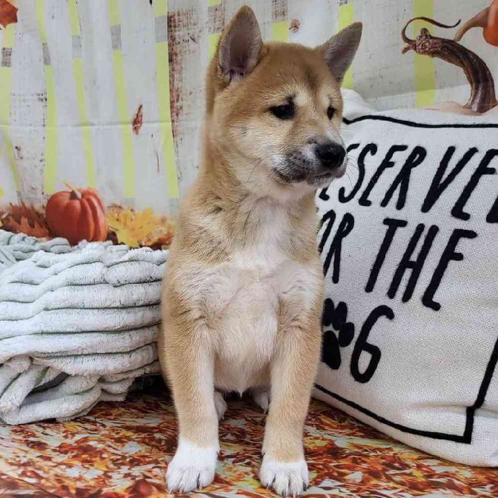 Female Shiba Inu Puppy for Sale in Monroeville, PA