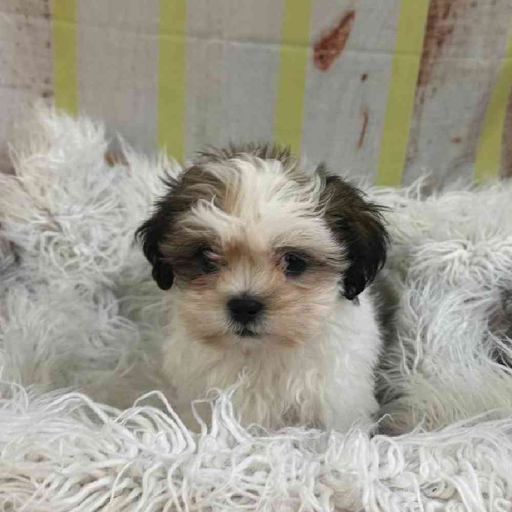 Male Shih Tzu Puppy for Sale in Monroeville, PA